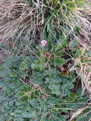 Erodium botrys