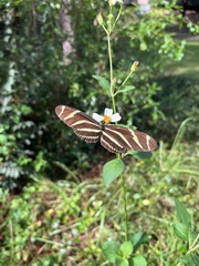Heliconius charithonia