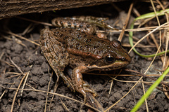 Pelophylax