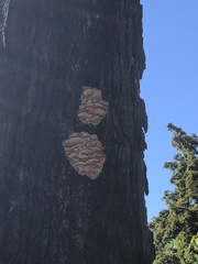 Climacodon septentrionalis