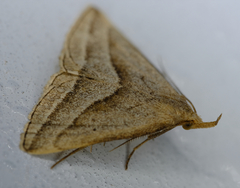 Macrochilo absorptalis