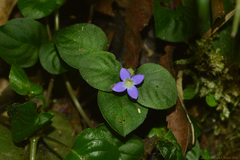 Coccocypselum geophiloides
