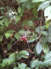 Macracantha arcuata