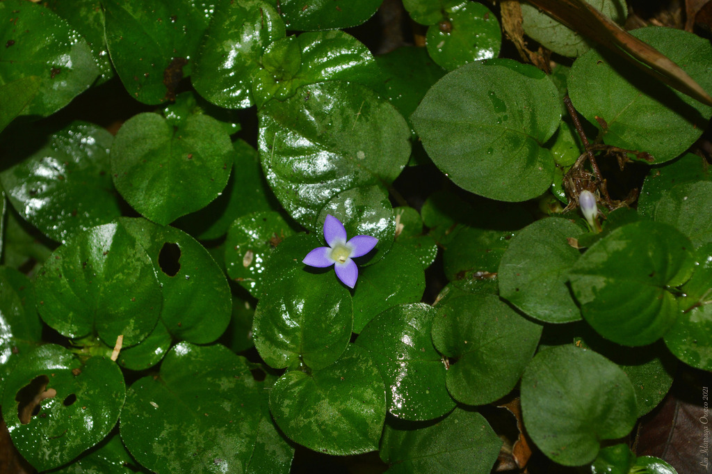 Coccocypselum geophiloides