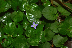 Coccocypselum geophiloides
