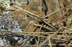Sigaus australis