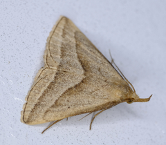 Macrochilo absorptalis