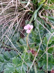 Erodium botrys