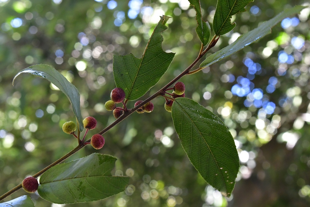 Frangula breedlovei