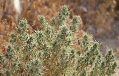 Krascheninnikovia lanata