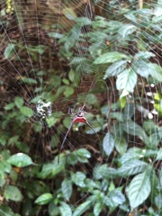 Macracantha arcuata