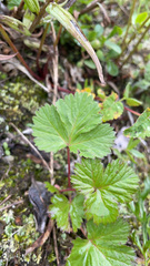 Rubus arcticus stellatus