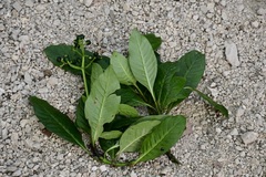 Psychotria costivenia
