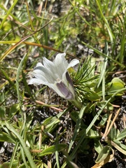 Gentiana newberryi