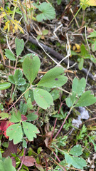 Sibbaldia procumbens