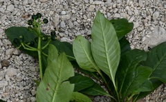 Psychotria costivenia