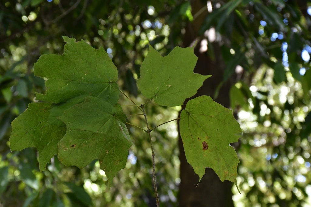 Acer skutchii; photograph (c) Neptalí Ramírez Marcial, some rights reserved (CC BY)