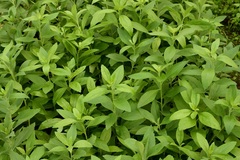 Eremogeton grandiflorus