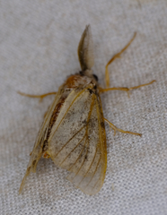 Noctuoidea