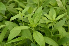 Eremogeton grandiflorus