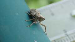 Issus coleoptratus