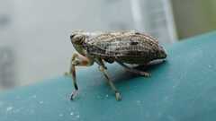 Issus coleoptratus