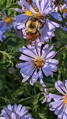 Bombus huntii