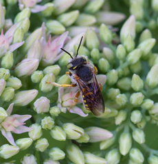 Anthidium oblongatum
