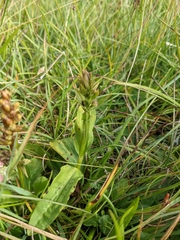 Dactylorhiza viridis