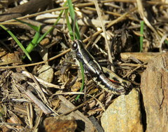 Sigaus australis