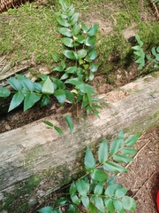Berberis nervosa