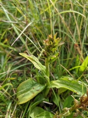Dactylorhiza viridis