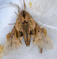 Paonias excaecata