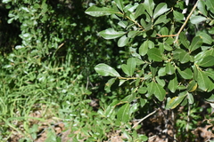 Salix scouleriana