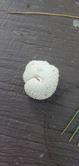 Lycoperdon curtisii