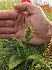 Dactylorhiza viridis