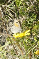Lasiommata