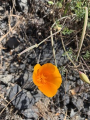 Eschscholzia