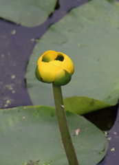 Nuphar advena