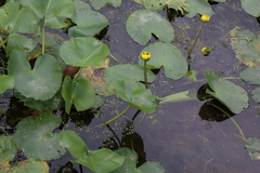 Nuphar advena