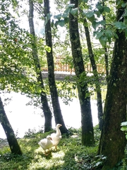 Anser anser domesticus