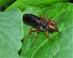 Cerceris bicornuta