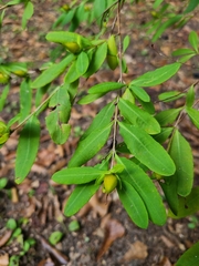 Hypericum frondosum