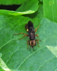 Cerceris bicornuta