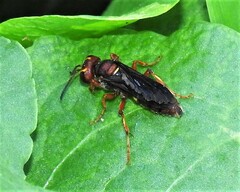 Cerceris bicornuta