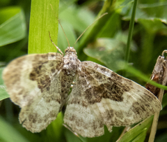 Epirrhoe alternata