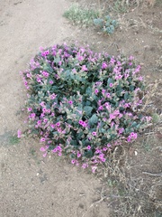 Mirabilis multiflora pubescens