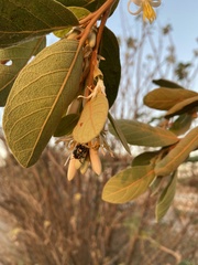 Nezarini