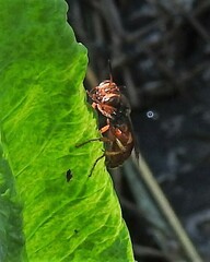 Cerceris bicornuta