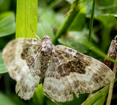 Epirrhoe alternata